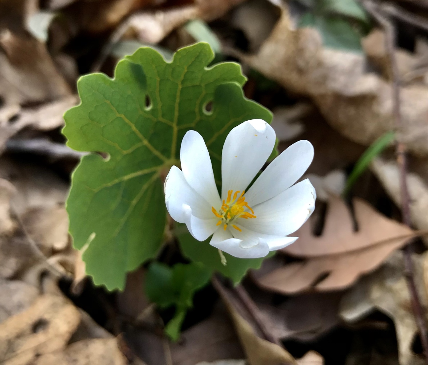 Canada bloodroot, Sanguinaria canadensis, a harbinger of spring in the upper Midwest