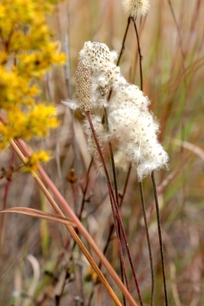 Thimbleweed, fluffy seed head at John Merle Coulter Nature Preserve