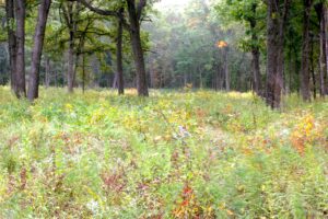 an autumn landscape, John Merle Coulter Nature Preserve