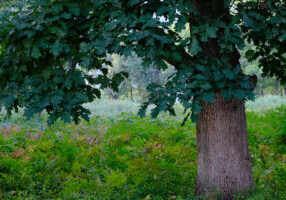 an oak savanna with large oak tree in foreground