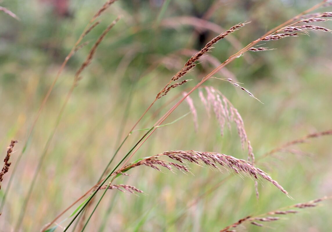 Indian grass in fall, at John Merle Coulter Nature Preserve