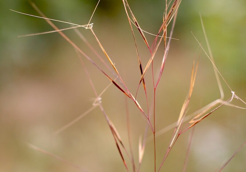 beach three-awn grass, Aristida tuberculosa at John Merle Coulter Nature Preserve