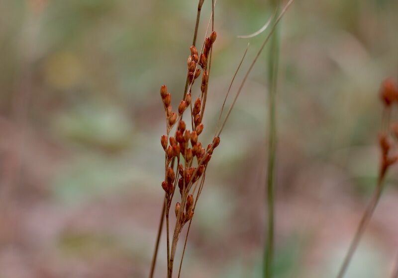 Greene's rush at John Merle Coulter Nature Preserve