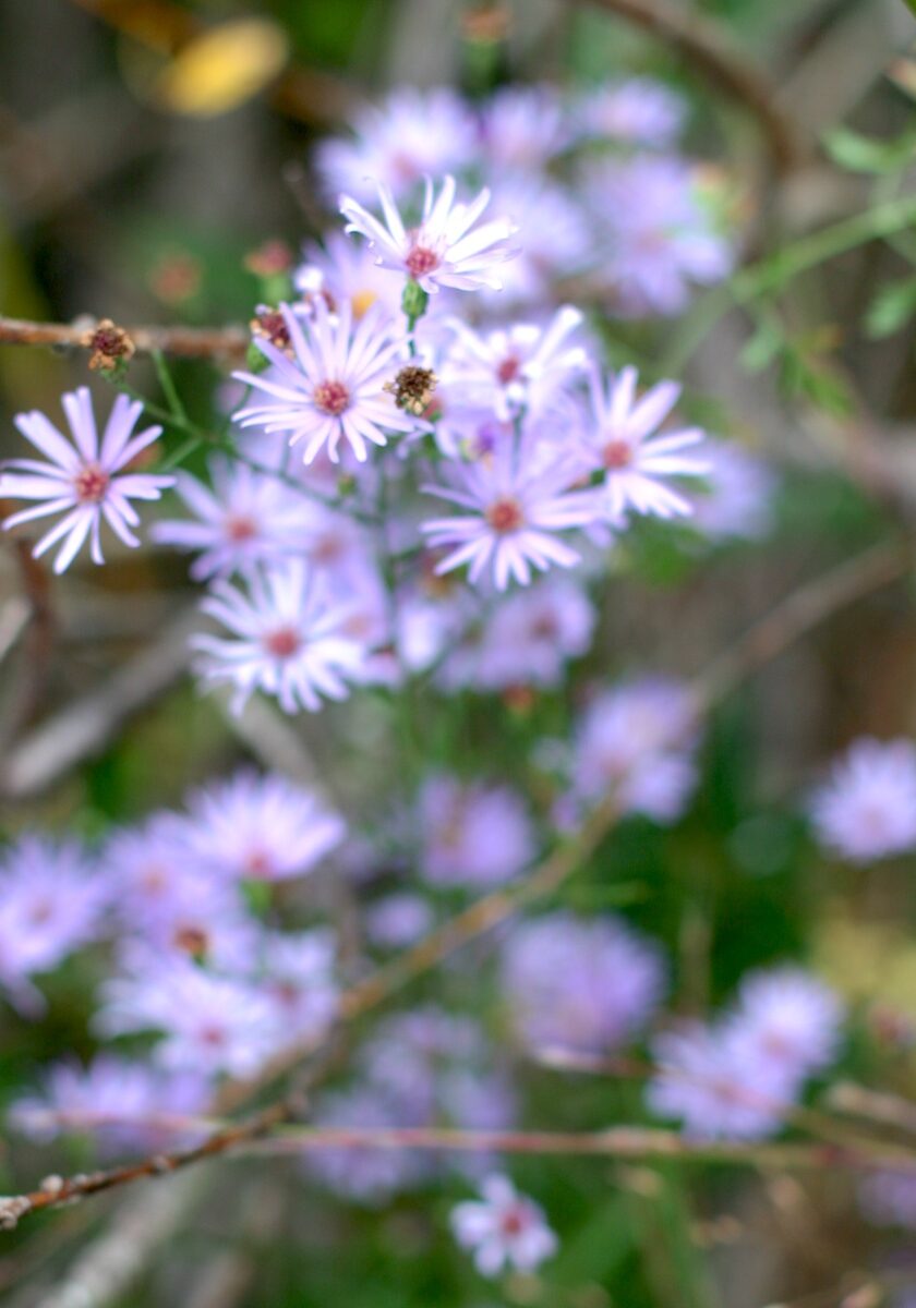 Sky blue Aster, in bloom at John Merle Coulter Nature Preserve