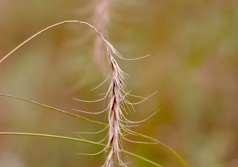 Canada wild rye, seedhead, at John Merle Coulter Nature Preserve