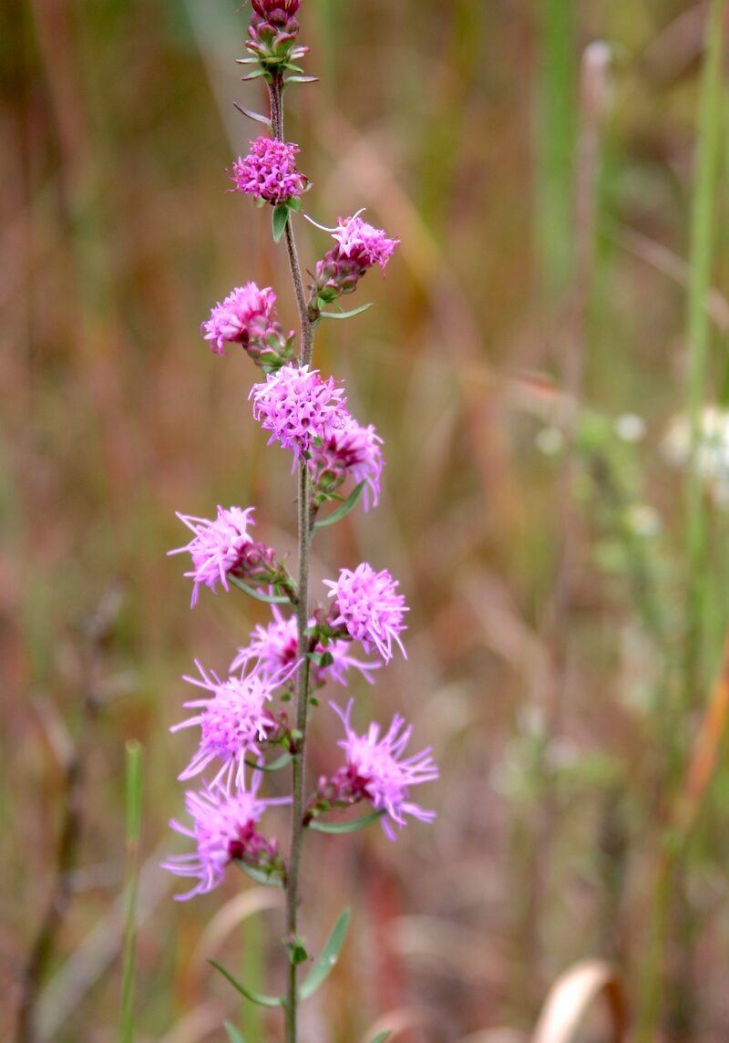 Rough blazing star at John Merle Coulter Nature Preserve