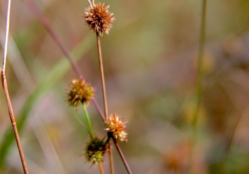 Canada rush in autumn at John Merle Coulter Nature Preserve