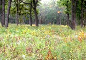 an autumn landscape, John Merle Coulter Nature Preserve