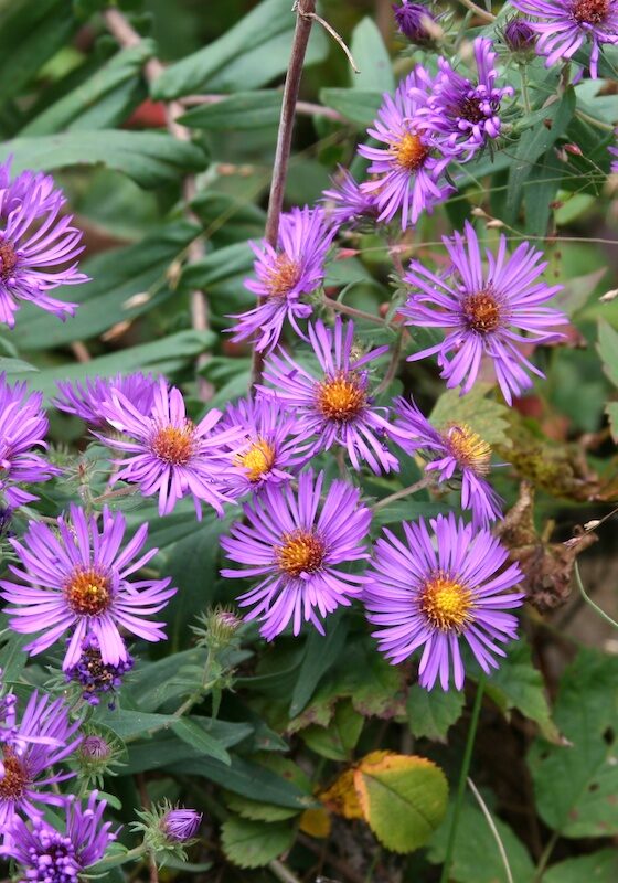 New England Aster, in bloom at John Merle Coulter Nature Preserve
