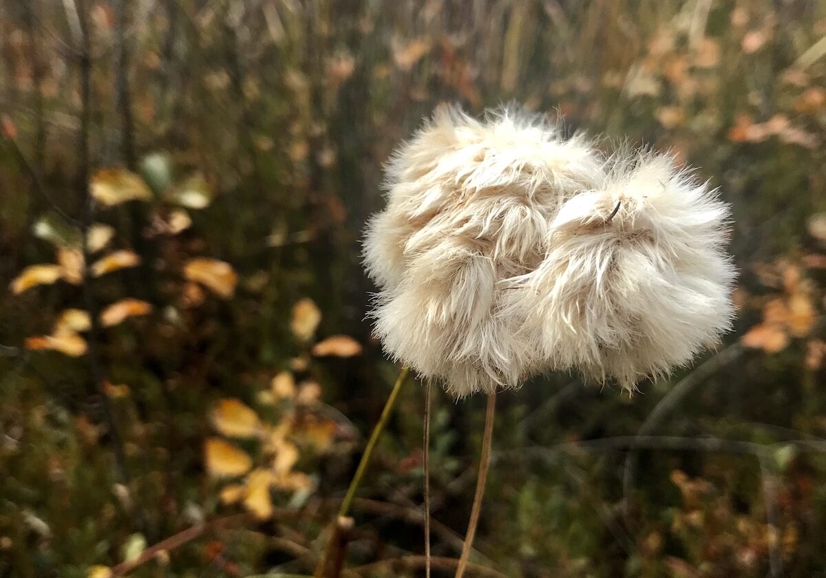fluffy white seed-head of cotton grass, a wetland plant
