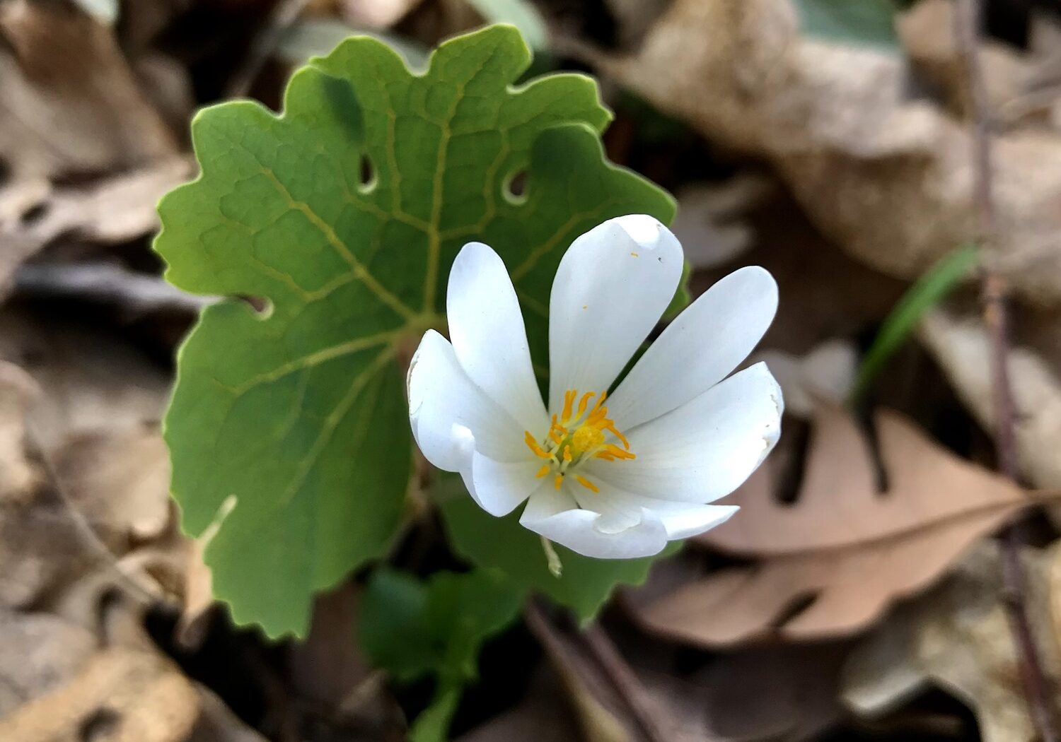 Canada bloodroot, Sanguinaria canadensis, a harbinger of spring in the upper Midwest